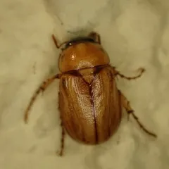 Southern Masked Chafer thumbnail 2