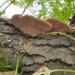 tender nesting polypore thumbnail 4