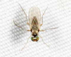 Gymnopternus opacus thumbnail 3
