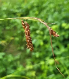 Davis' sedge thumbnail 3