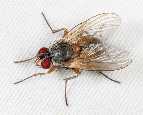 Phaonia pulvillata
