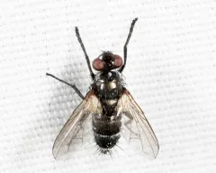 Admontia degeerioides thumbnail 2