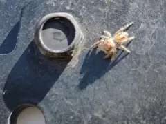 Hairy Tufted Jumping Spider thumbnail 1
