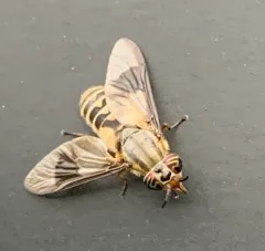 Sacken's Deer Fly thumbnail 2