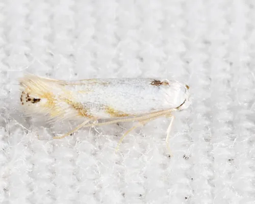 Bucculatrix copeuta