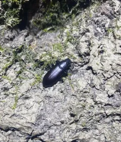 false mealworm beetle thumbnail 4
