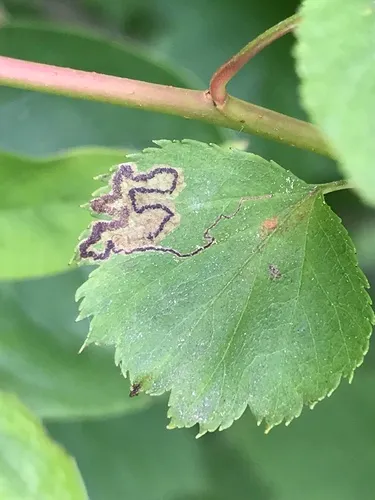 Stigmella crataegifoliella