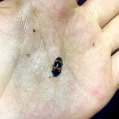 Red-banded Fungus Beetle thumbnail 3