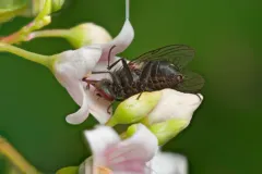 Dark-horned Muscina thumbnail 2