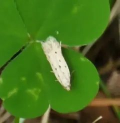 Ten-spotted Honeysuckle Moth thumbnail 4