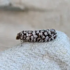 Fir Coneborer Moth thumbnail 1