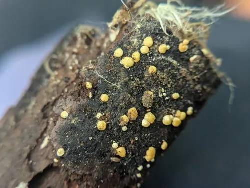 Trichoderma gelatinosum