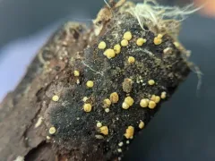 Trichoderma gelatinosum thumbnail 1
