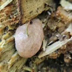 Reticularia splendens thumbnail 4