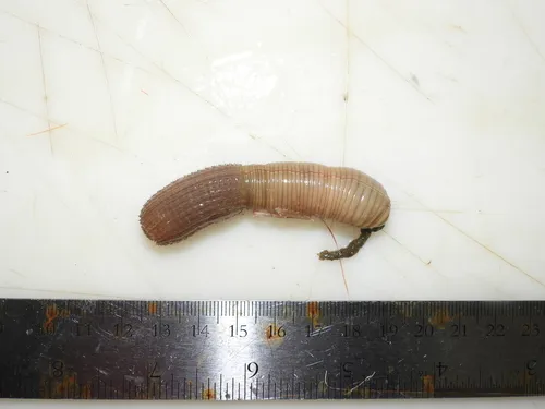 Cactus worm