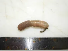 Cactus worm thumbnail 1