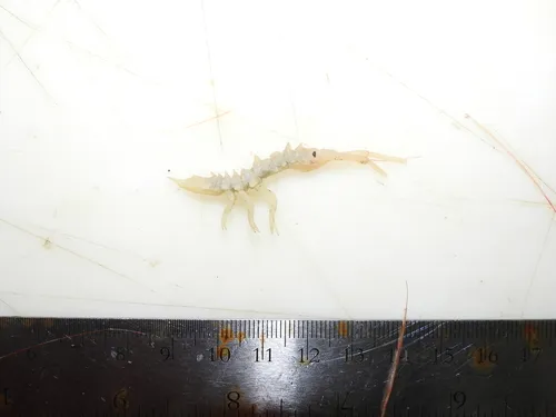 Arcturus baffini