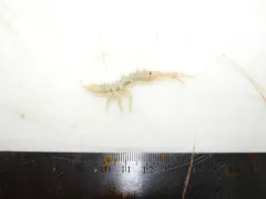 Arcturus baffini thumbnail 1