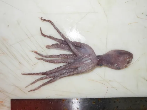 Baird's Octopus
