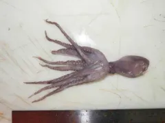 Baird's Octopus thumbnail 1