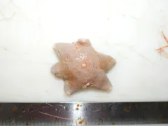 Obscure Cushion Star thumbnail 1