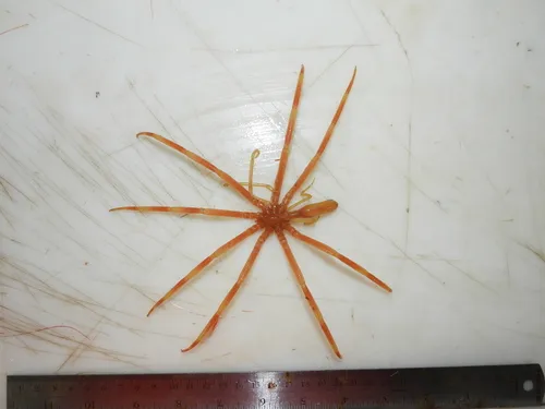 Colossendeis proboscidea