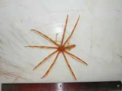 Colossendeis proboscidea thumbnail 1