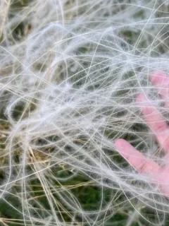 New Mexico Feathergrass thumbnail 2