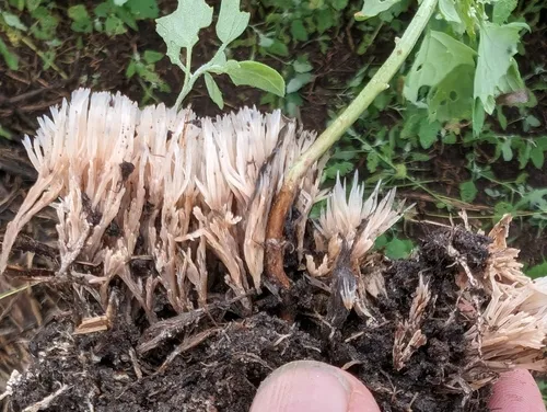 angel hair coral