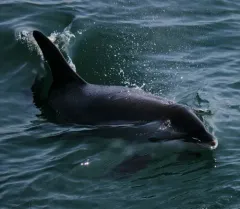 Atlantic White-sided Dolphin thumbnail 4