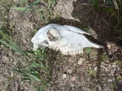 Sheep thumbnail 2