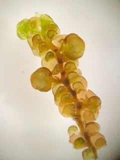 Oakes' Scalewort thumbnail 3