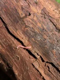 Pink Feather Boa Millipede thumbnail 4