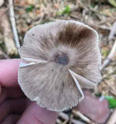 Pluteus primus thumbnail 4
