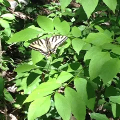 Canadian Tiger Swallowtail thumbnail 4