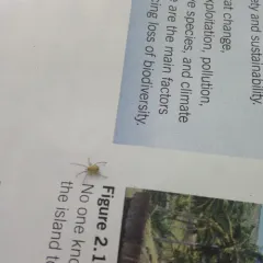 Common candy-striped spider thumbnail 2