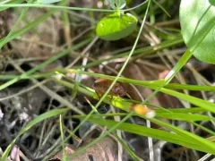 Dichelonyx kirbyi thumbnail 4
