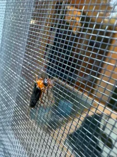Western Banded Glowworm thumbnail 4