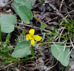 Valley Violet thumbnail 3
