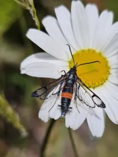 Large Red-belted Clearwing Moth thumbnail 2
