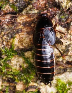 Uhler's Wood Cockroach thumbnail 2