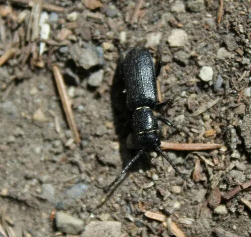 Neospondylis upiformis