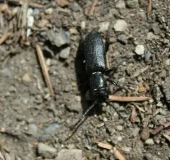 Neospondylis upiformis thumbnail 1