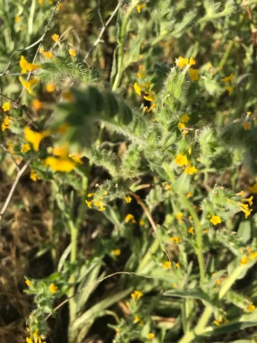 tarweed fiddleneck