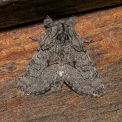Brother Moth thumbnail 2
