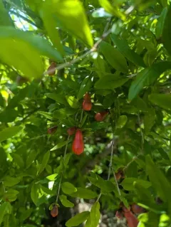 pomegranate thumbnail 3