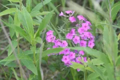 Phlox Moth thumbnail 4