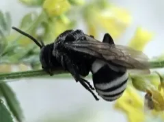 Dakota Cuckoo Nomad Bee thumbnail 1