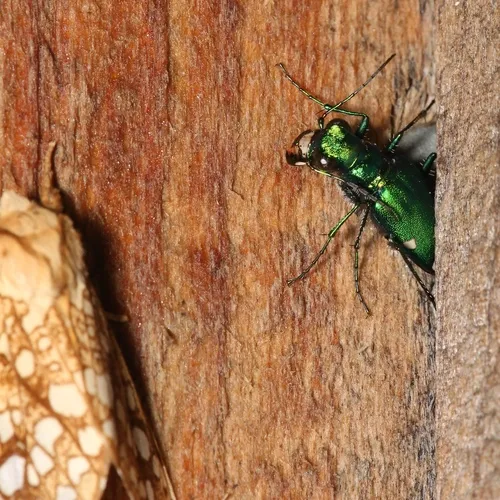 Six-spotted Tiger Beetle