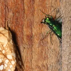 Six-spotted Tiger Beetle thumbnail 1